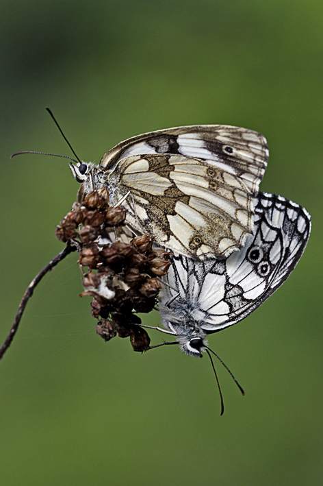 Melanargia galathea